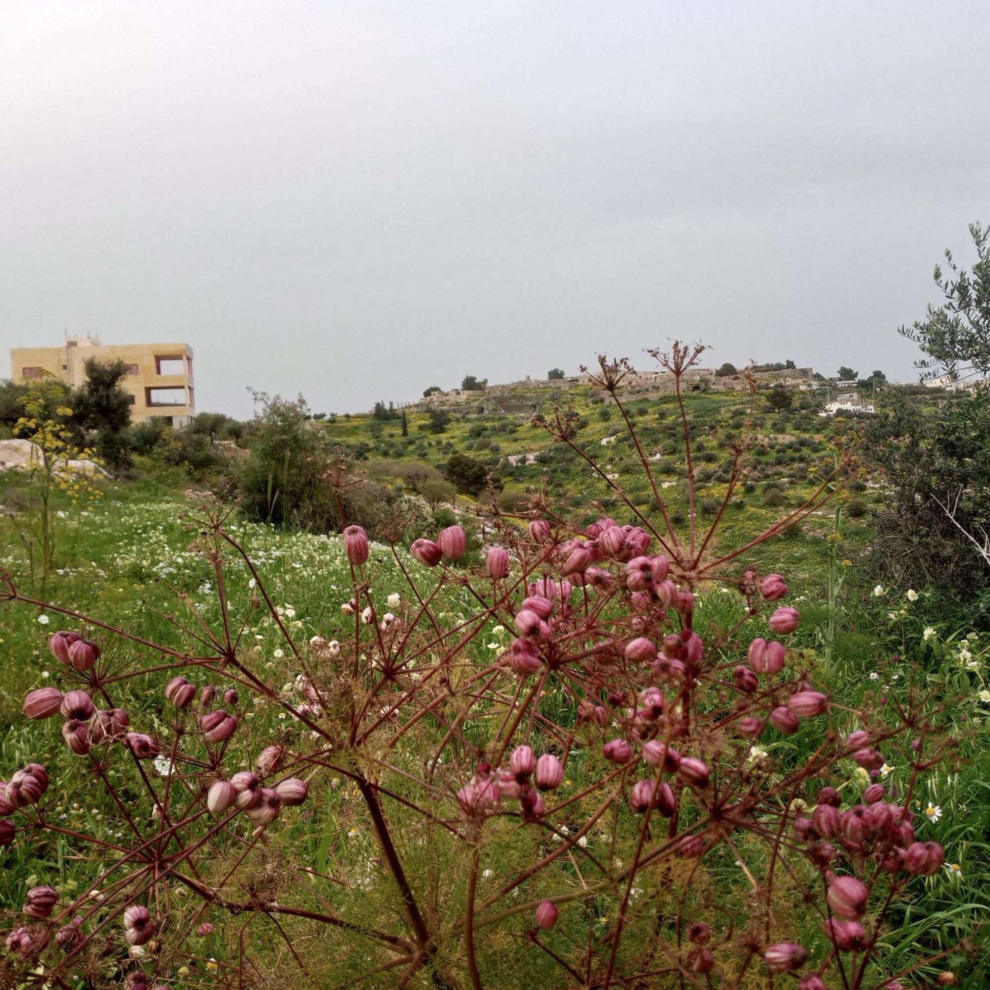 Ferienwohnung Al-Bustan House& Umm Qais Umm Qays Exterior foto